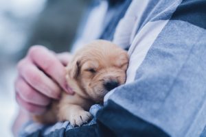 Como elegir la raza adecuada para ti running paws