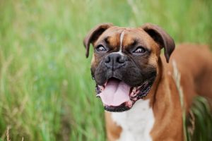 El-comando-que-salvara-la-vida-de-tu-perro
