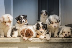 Perros-malos-o-suenos-irresponsables