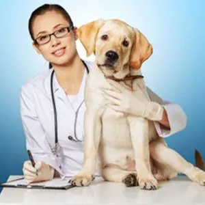 Consulta-veterinaria-a-domicilio---Healthy-Paw-1