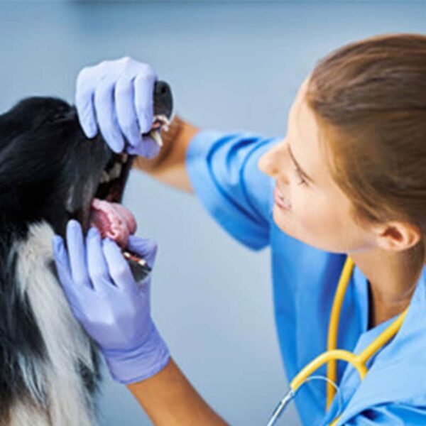 Consulta-veterinaria-a-domicilio---Healthy-Paw-2