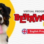 Virtual English Behaviour Paw (Dog Behaviour Modification Program)